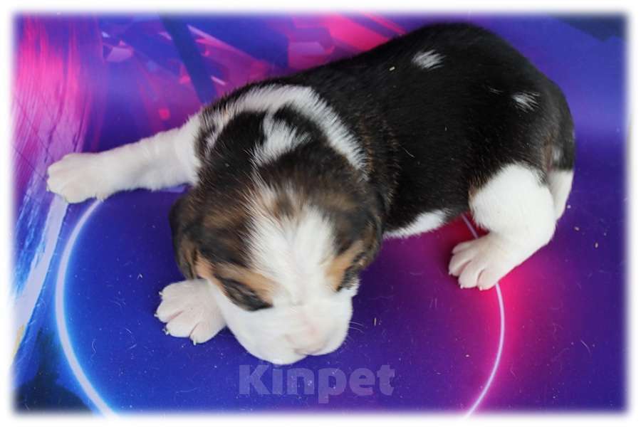 Собаки в Москве: щенки бигля из питомника Линус Юлиус Мальчик, 50 000 руб. - фото 2