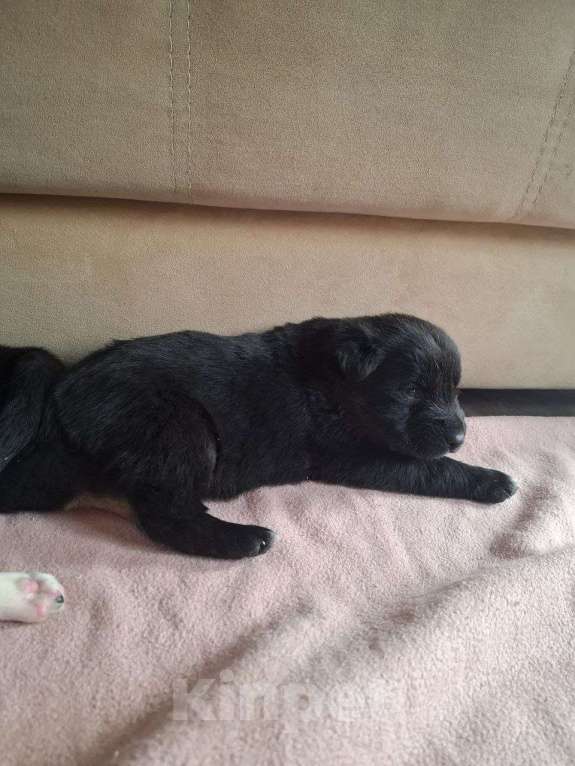 Собаки в других городах Красноярского края: Охранники Мальчик, 1 000 руб. - фото 3