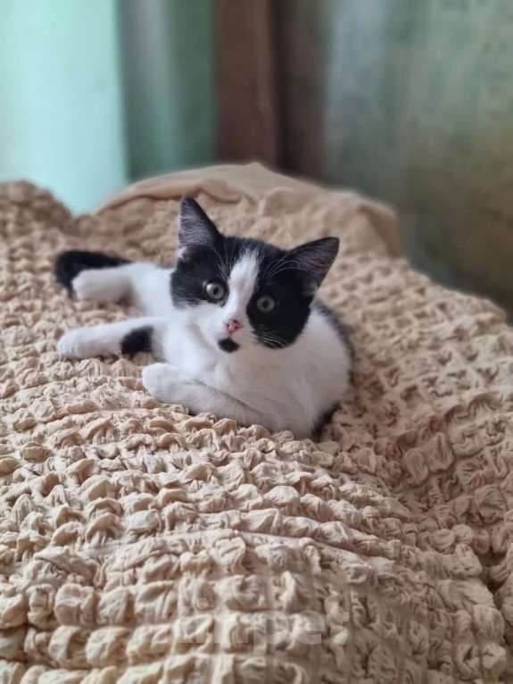 Кошки в Санкт-Петербурге: Девочка 2,5 мес хороший характер Девочка, Бесплатно - фото 3