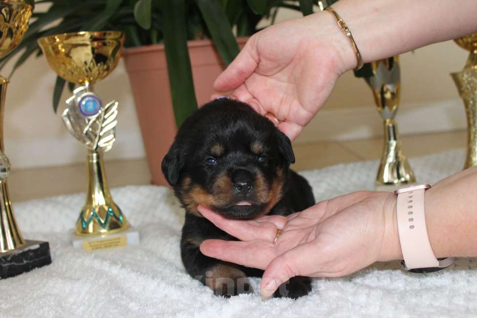 Собаки в других городах Ленинградской области: Питомник "АЛАГРОС" предлагает щенков ротвейлера Девочка, 55 000 руб. - фото 4