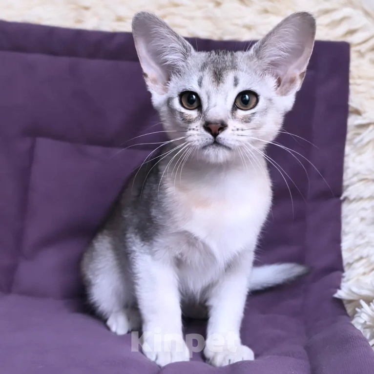 Кошки в Москве: Абиссинский котенок 3 месяца Девочка, 70 000 руб. - фото 3