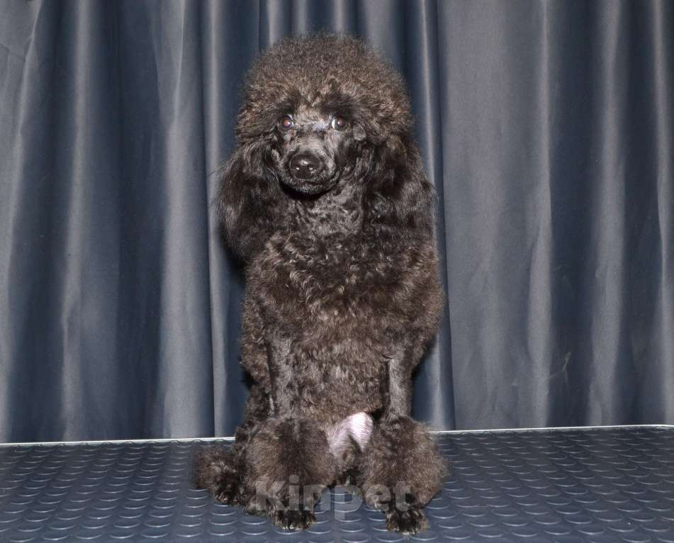 Собаки в Глазове: Ололош и Овечкин, той пудель СКОР Мальчик, 20 000 руб. - фото 3