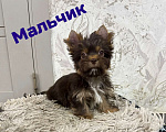 Собаки в Краснодаре: Шоколадный Йорк, Мальчик Мальчик, 30 000 руб. - фото 1