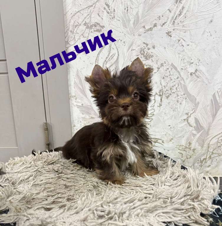 Собаки в Краснодаре: Шоколадный Йорк, Мальчик Мальчик, 30 000 руб. - фото 1