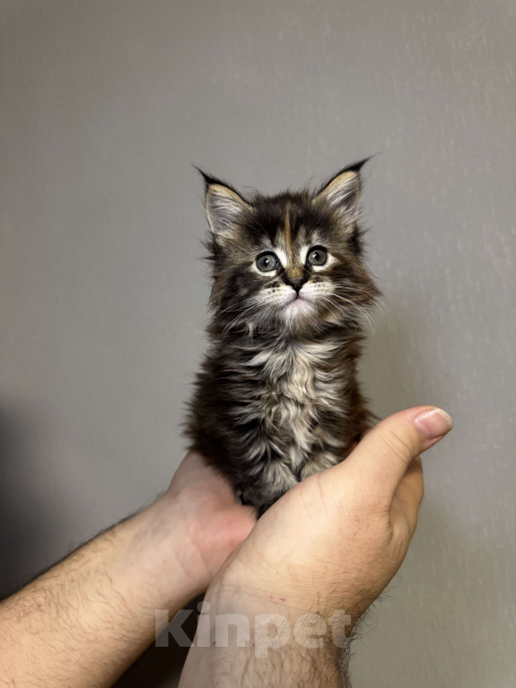Кошки в Кудрово: Котенок мейн-кун, девочка Девочка, 65 000 руб. - фото 3