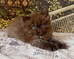 Кошки в Астрахани: Котик Эшли Мальчик, 40 000 руб. - фото 2