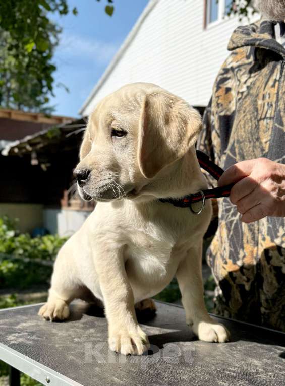 Собаки в Солнечногорске: Лабрадор. Девочка. Документы РКФ. Девочка, Бесплатно - фото 2