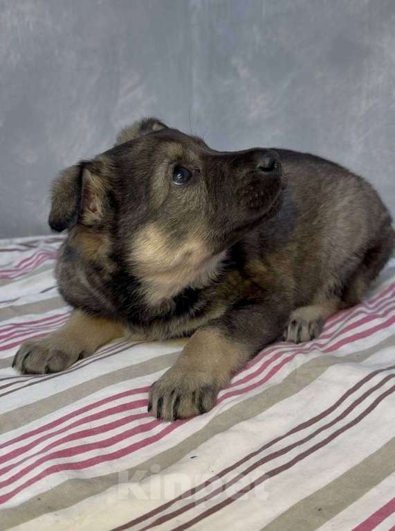 Собаки в Москве: Аврора Девочка, Бесплатно - фото 2