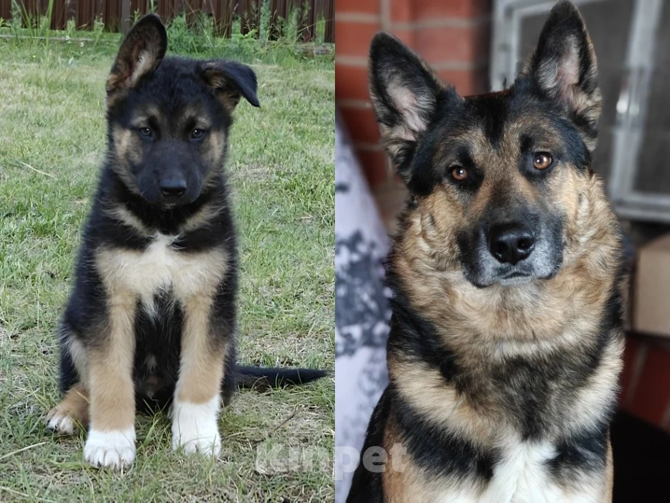 Собаки в Москве: Щенки волкособа Разнополые, 8 000 руб. - фото 6