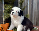 Собаки в других городах Алтайского края: Щенки Бордер Колли (д/ш). РКФ Мальчик, Бесплатно - фото 6