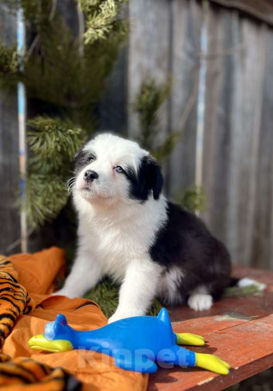 Собаки в других городах Алтайского края: Щенки Бордер Колли (д/ш). РКФ Мальчик, Бесплатно - фото 6