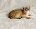 Кошки в Колпашево: Котик шотландец, 15 000 руб. - фото 6