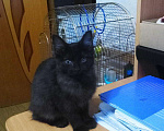Кошки в Колпашево: Маленький котенок отдается в добрые и ответственны, Бесплатно - фото 1