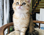 Кошки в Москве: Котёнок золотого окраса Мальчик, 25 000 руб. - фото 3