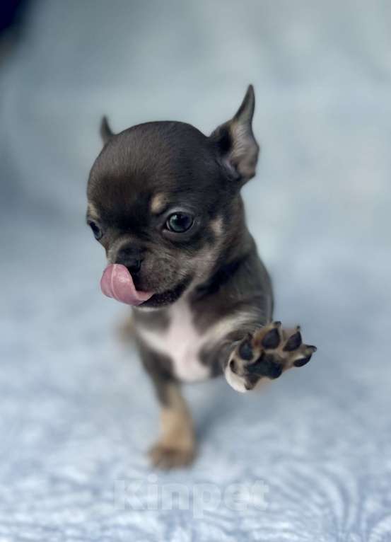 Собаки в Люберцах: Чихуахуа голубо-подпалая Девочка, 120 000 руб. - фото 2