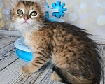 Кошки в Москве: Котёнок необычного окраса в добрые руки Мальчик, Бесплатно - фото 8