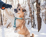 Собаки в Москве: Шарки ищет дом Девочка, Бесплатно - фото 3
