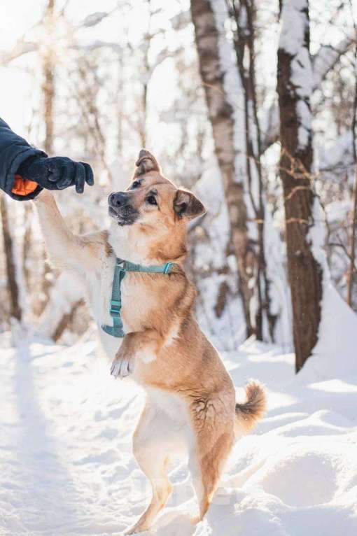 Собаки в Москве: Шарки ищет дом Девочка, Бесплатно - фото 3