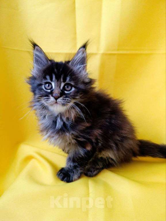 Кошки в Москве: Хлоя Девочка, 75 000 руб. - фото 4