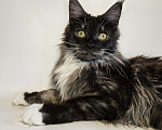 Кошки в Санкт-Петербурге: Котик черный дым с белым  Мальчик, 40 000 руб. - фото 3