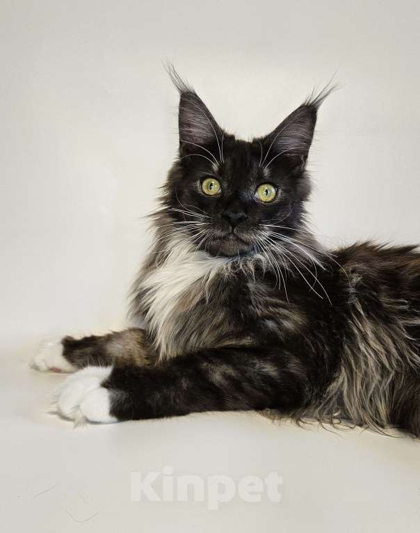 Кошки в Санкт-Петербурге: Котик черный дым с белым  Мальчик, 40 000 руб. - фото 3