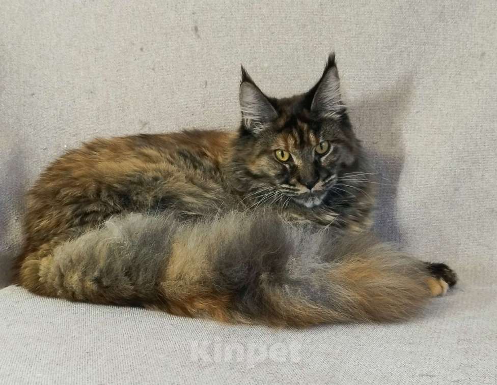 Кошки в Барнауле: Кошечка Жаннет Девочка, 20 000 руб. - фото 2