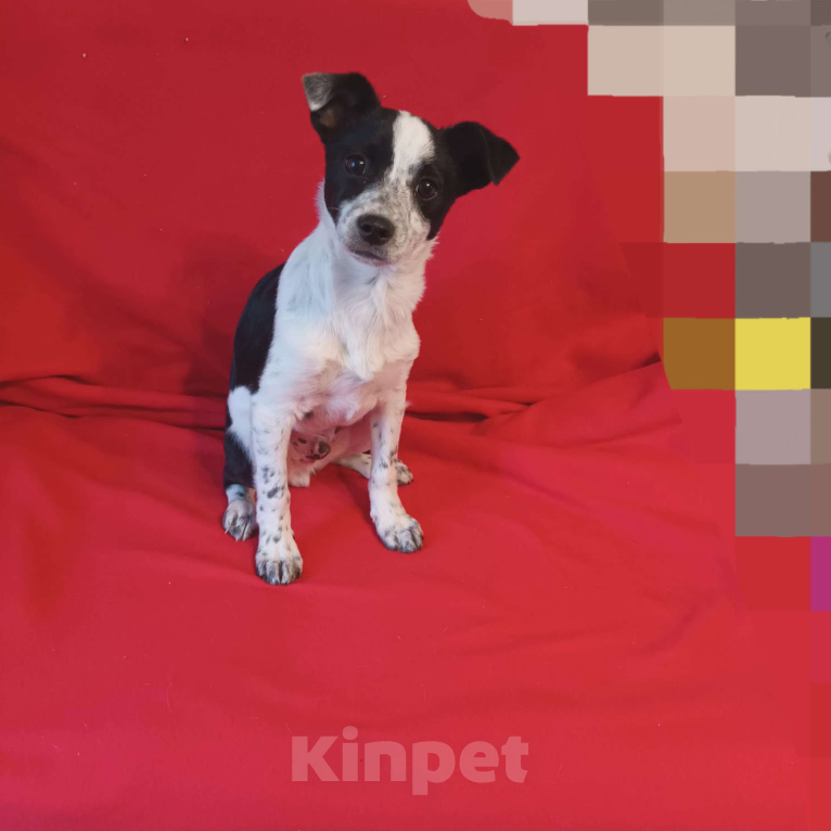 Собаки в Санкт-Петербурге: Щенки в добрые руки Мальчик, Бесплатно - фото 1