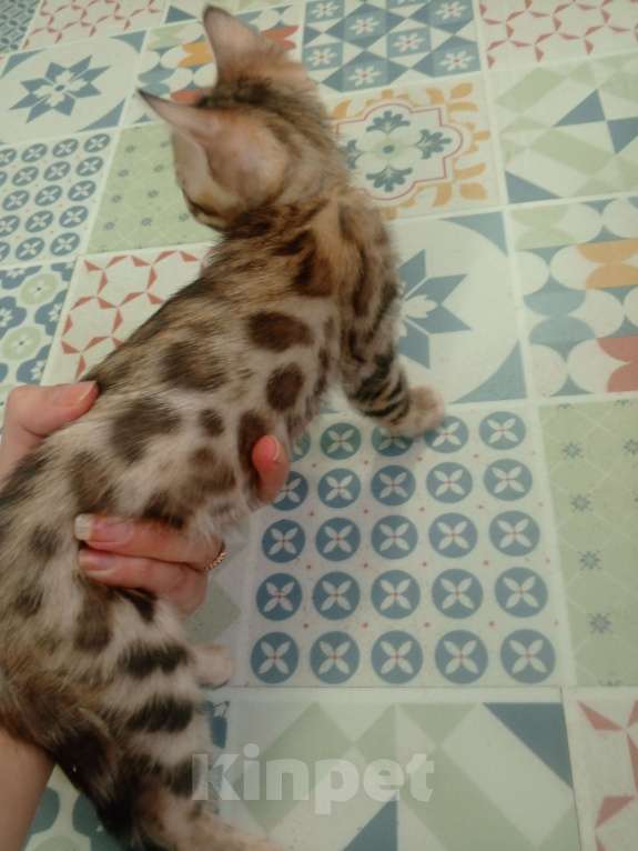 Кошки в других городах Московской области: Бенгальская девочка. Бронь до воскресенья Девочка, 20 000 руб. - фото 3
