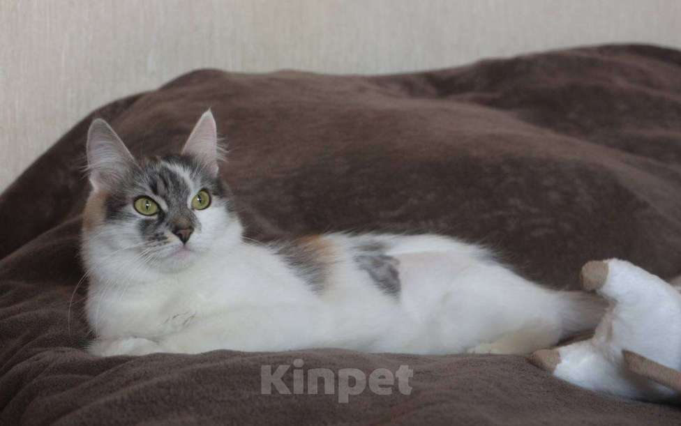 Кошки в Москве: Мика Девочка, Бесплатно - фото 2