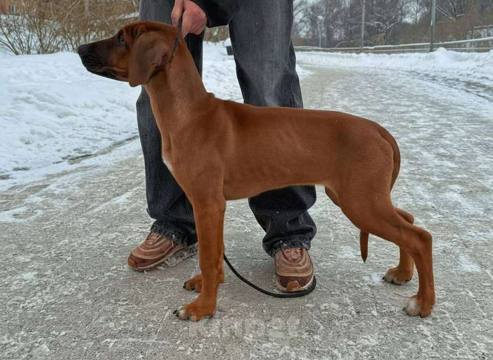 Собаки в других городах Московской области: Малышка Единственная в помете  Девочка, 110 000 руб. - фото 6