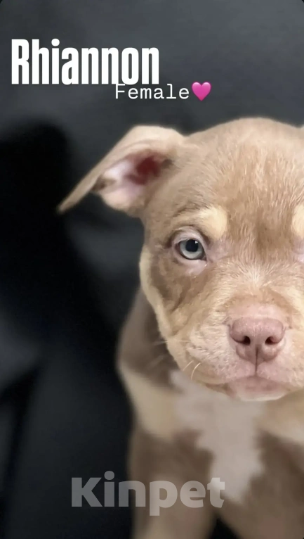 Собаки в Ростове-на-Дону: Американский булли щенки  Мальчик, 120 000 руб. - фото 7