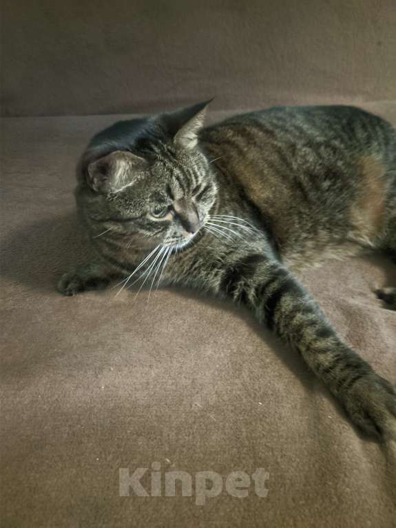 Кошки в Красногорске: Продаю Кошку  Девочка, 1 руб. - фото 4