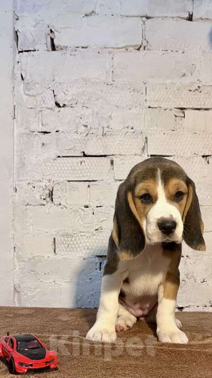 Собаки в Уфе: Валькирия Девочка, 40 000 руб. - фото 2