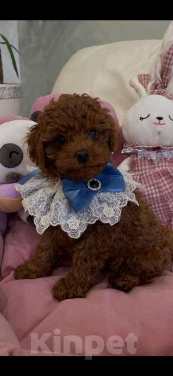 Собаки в Москве: Продаётся малыш Мальчик, 100 000 руб. - фото 5