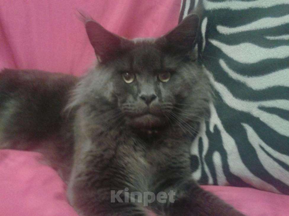 Кошки в Краснодаре: Кот Мейн-кун вязка, 150 руб. - фото 1