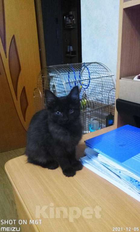 Кошки в Колпашево: Маленький котенок отдается в добрые и ответственны, Бесплатно - фото 1