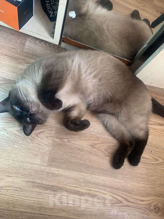 Кошки в Великом Луке: Китя потерялся  Мальчик, 2 500 руб. - фото 2