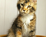 Кошки в Мытищах: Котенок Мейн кун Девочка, 40 000 руб. - фото 6
