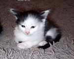 Кошки в Калуге: Котенок даром Девочка, Бесплатно - фото 3