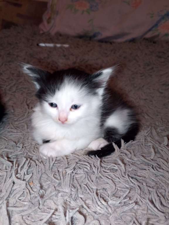 Кошки в Калуге: Котенок даром Девочка, Бесплатно - фото 3