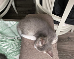 Кошки в Нижнем Новгороде: Котенок в добрые руки Девочка, Бесплатно - фото 4