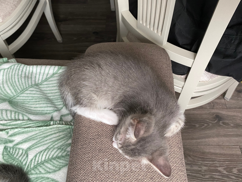 Кошки в Нижнем Новгороде: Котенок в добрые руки Девочка, Бесплатно - фото 4