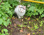 Кошки в Санкт-Петербурге: Белла Девочка, Бесплатно - фото 3