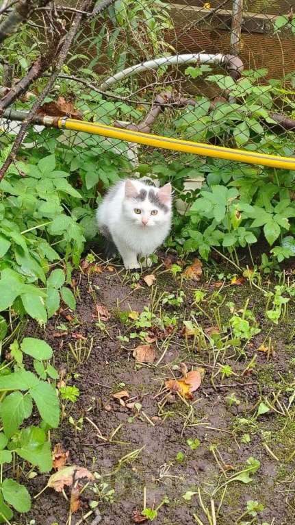 Кошки в Санкт-Петербурге: Белла Девочка, Бесплатно - фото 3