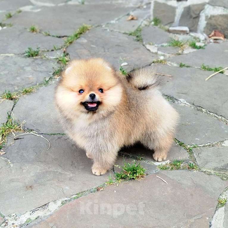 Собаки в Москве: Шпиц померанский  мини Мальчик, 80 000 руб. - фото 3