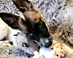 Собаки в Химках: Щенок метис Малинуа ищет дом Девочка, Бесплатно - фото 4