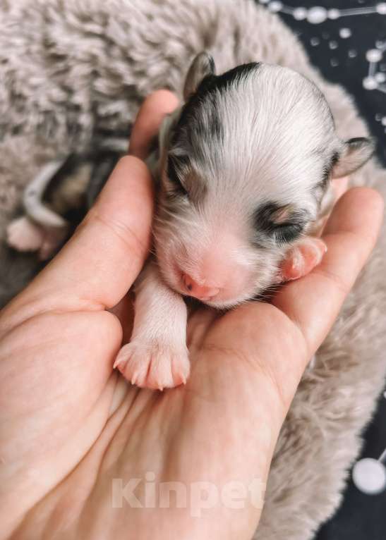 Собаки в других городах Самарской области: Щенок австралийской овчарки, девочка голубой мрамор Девочка, 120 000 руб. - фото 4