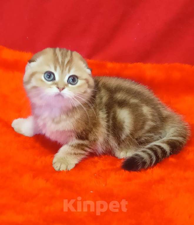 Кошки в Москве: вислоухий золотой мраморный котик Мальчик, 35 000 руб. - фото 8