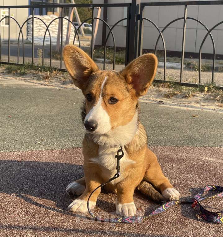 Собаки в Белгороде: Вита Девочка, 60 000 руб. - фото 5