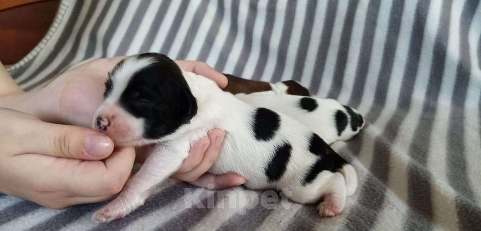 Собаки в Москве: Щенки тибетского терьера  Мальчик, 70 000 руб. - фото 4